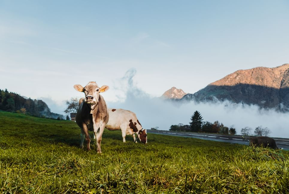 Bilder fuer homepage