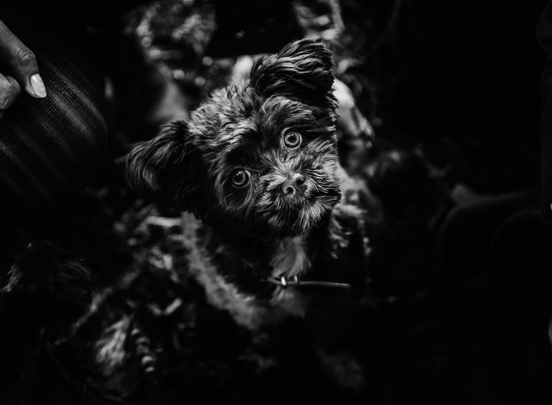 Tierfotografin luzern